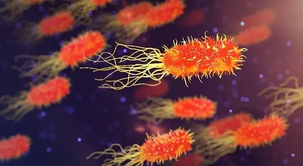 Bacteria 3D color image