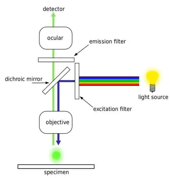 Fluorescence microscopy diagram