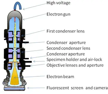 Electron microscopy labeled diagram