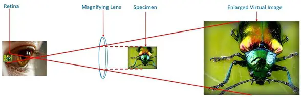 Magnification labeled diagram