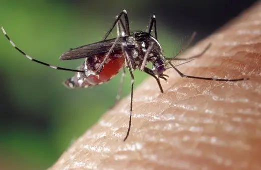 Magnified image of a female mosquito sucking blood