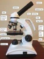 16 Parts of a Compound Microscope: Diagrams and Video – Microscope Clarity