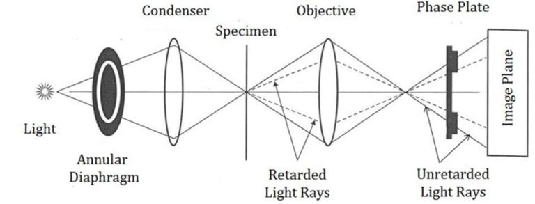 Different Types of Microscopes: A Complete Breakdown – Microscope Clarity