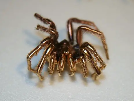 Spider coated in gold