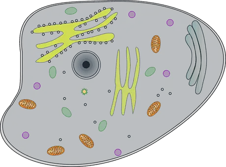 Eukaryote cell drawing