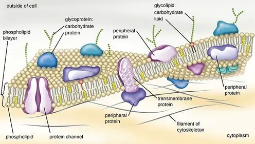 Composition of the Cell Membrane