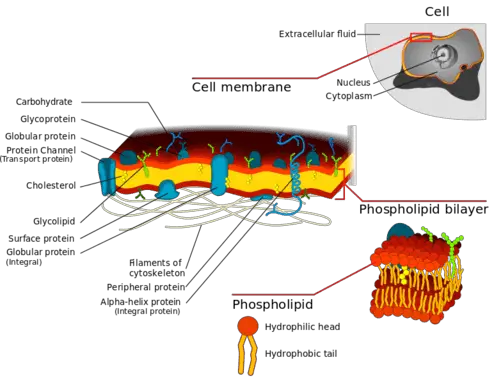 Cell membrane labeled diagram