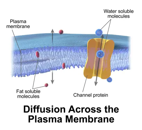 Diffusion across the plasma membrane