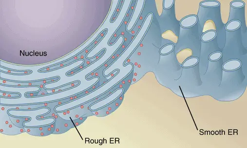 Rough and Smooth Endoplasmic Reticulum labeled diagram