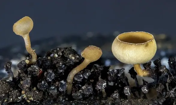 Mushrooms growing through tree trunk