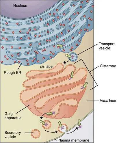 Golgi apparatus labeled diagram