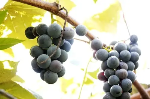 Yeast found on grapes