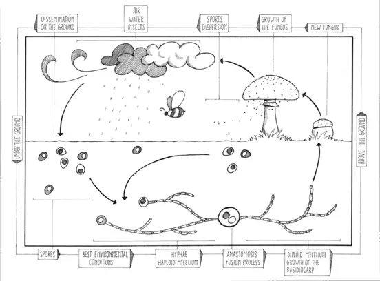 Fungi lifecycle diagram