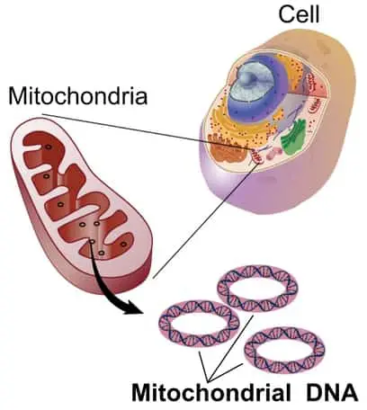 Mitochondrial DNA labeled diagram
