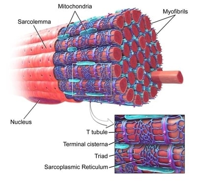 3D labeled muscle cell diagram