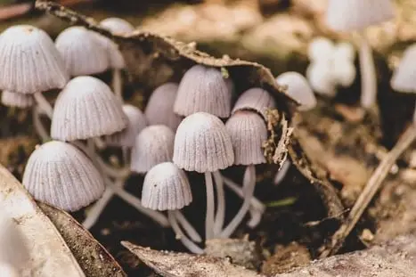 Small mushroom caps