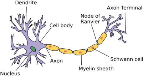 Neuron cell labeled diagram