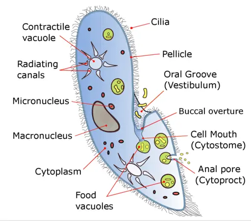 Paramecium cell labeled diagram