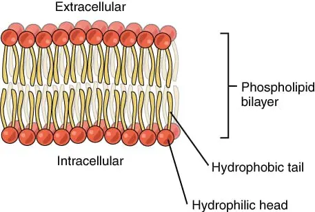 Phospholipid bilayer labeled diagram