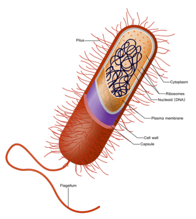 Prokaryotic Cell