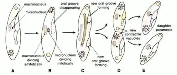 Paramecium reproduction labeled diagram 