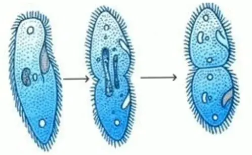 binary fission example organism