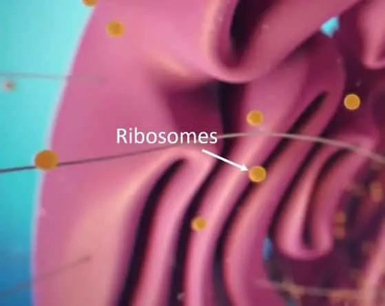 Ribosomes 3D model