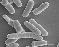 Schizosaccharomyces pombe under an electron microscope