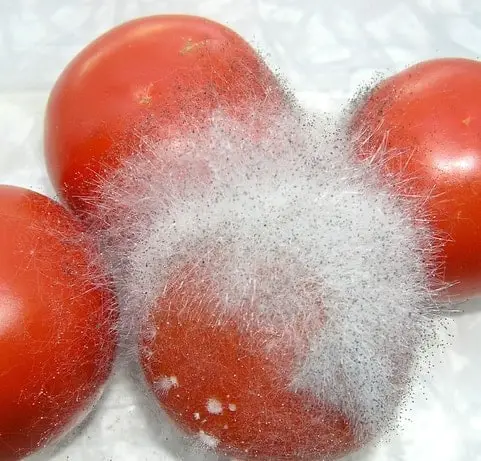 Black bread mold on a tomatoes