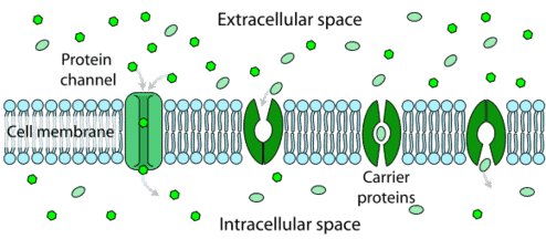 Cell membrane transporters channels or gates