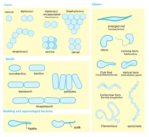 Types of bacteria diagram