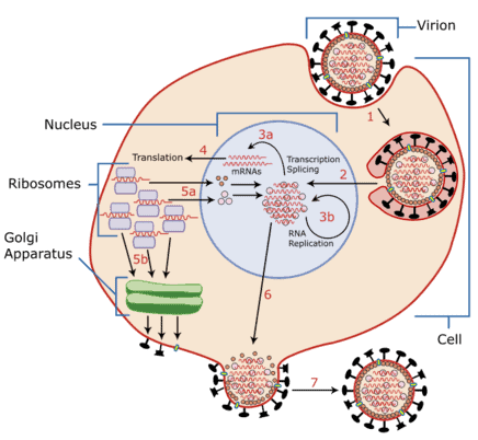 Virus attacking the cell membrane