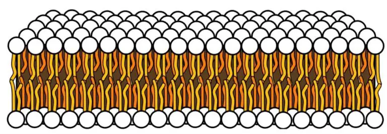  Cell Membrane Explained Here s Everything You Need To Know 