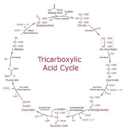 Mitochondria tricarboxylic acid cycle