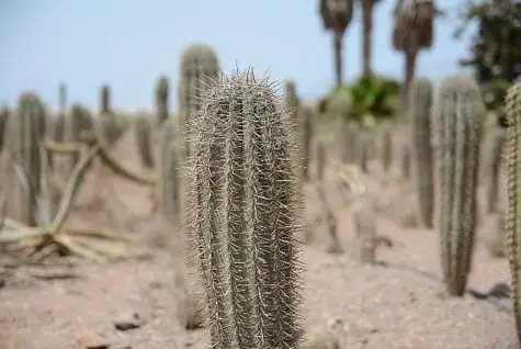 Autotrophic cacti