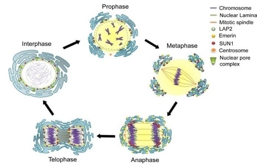 Cell nucleus during cell division