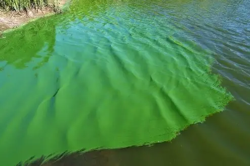 Cyanobacteria aggregation on a pond