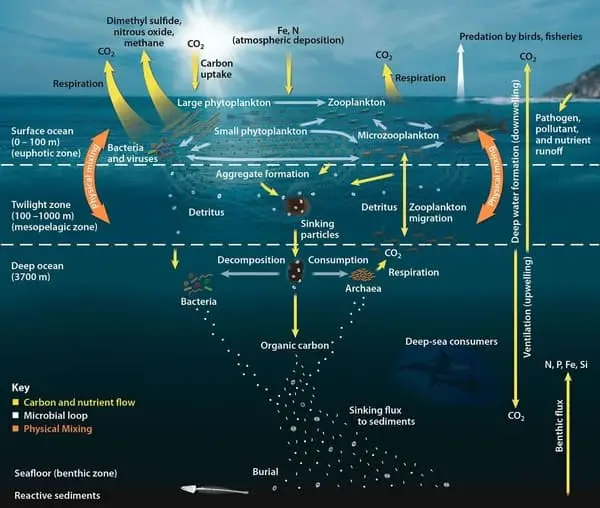 Ocean ecosystem energy flow diagram