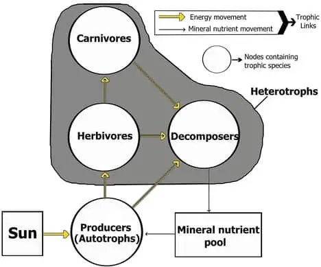 Energy flow diagram