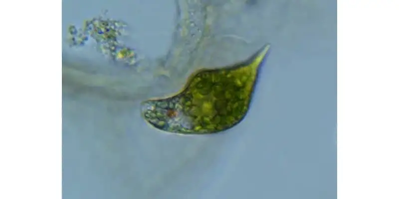 euglena cell microscope