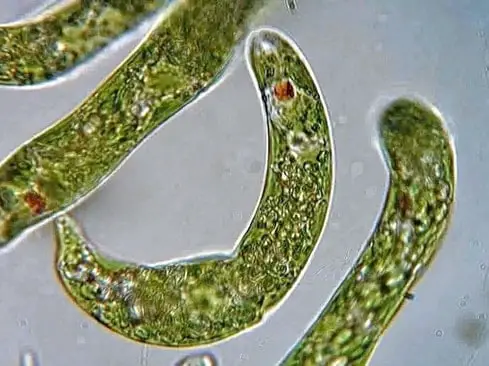 Euglena under a microscope absorb CO2 emissions.