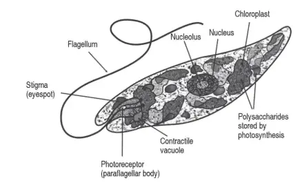 Labeled diagram of Euglena