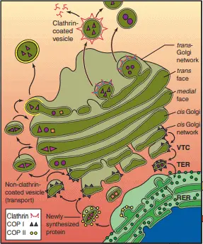 Diagram showing the structures of the Golgi apparatus and its functioning