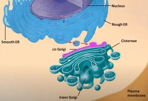 Golgi apparatus in relation to the nucleus labeled diagram