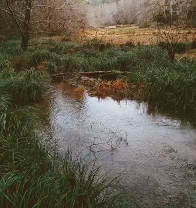 Pond where Amoeba can be found