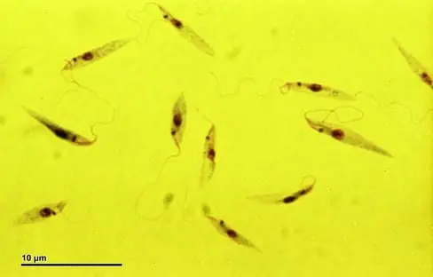 Leishmania under a microscope