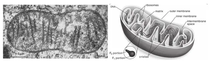 Electron microscopy of a mitochondrion from a piglet intestinal cell and a mitochondrion diagram