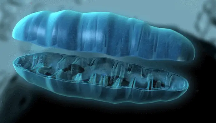 3D Mitochondria cross section