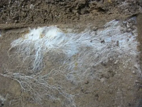 Mycelium cross section in dirt