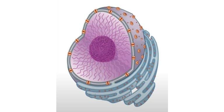 the-cell-nucleus-a-brief-overview-microscope-clarity